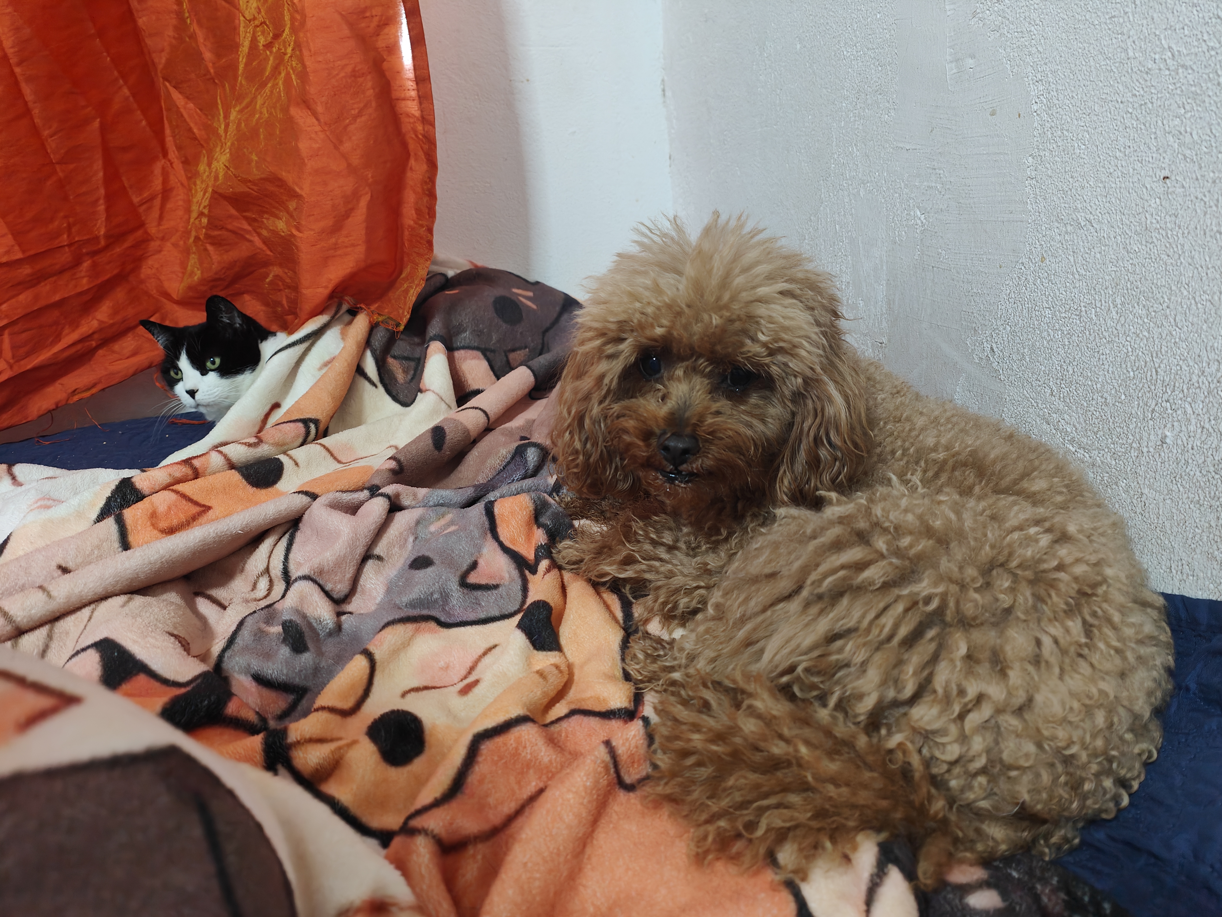 Mascota en guardería en casa